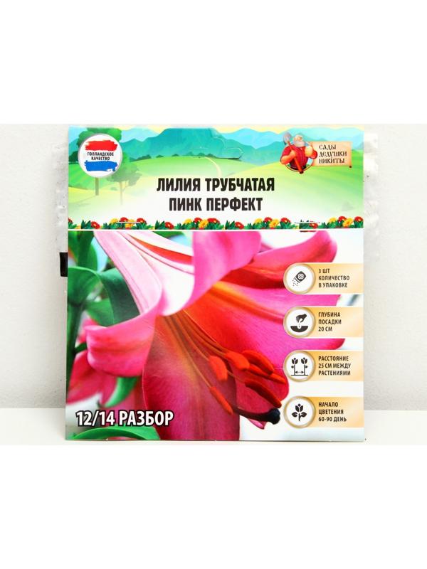 Лилия Трубчатая 