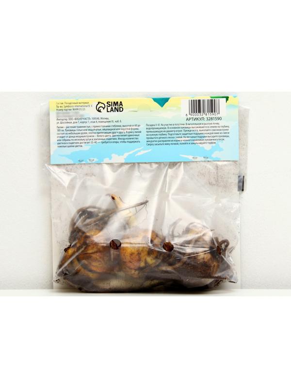 Лилия Трубчатая 