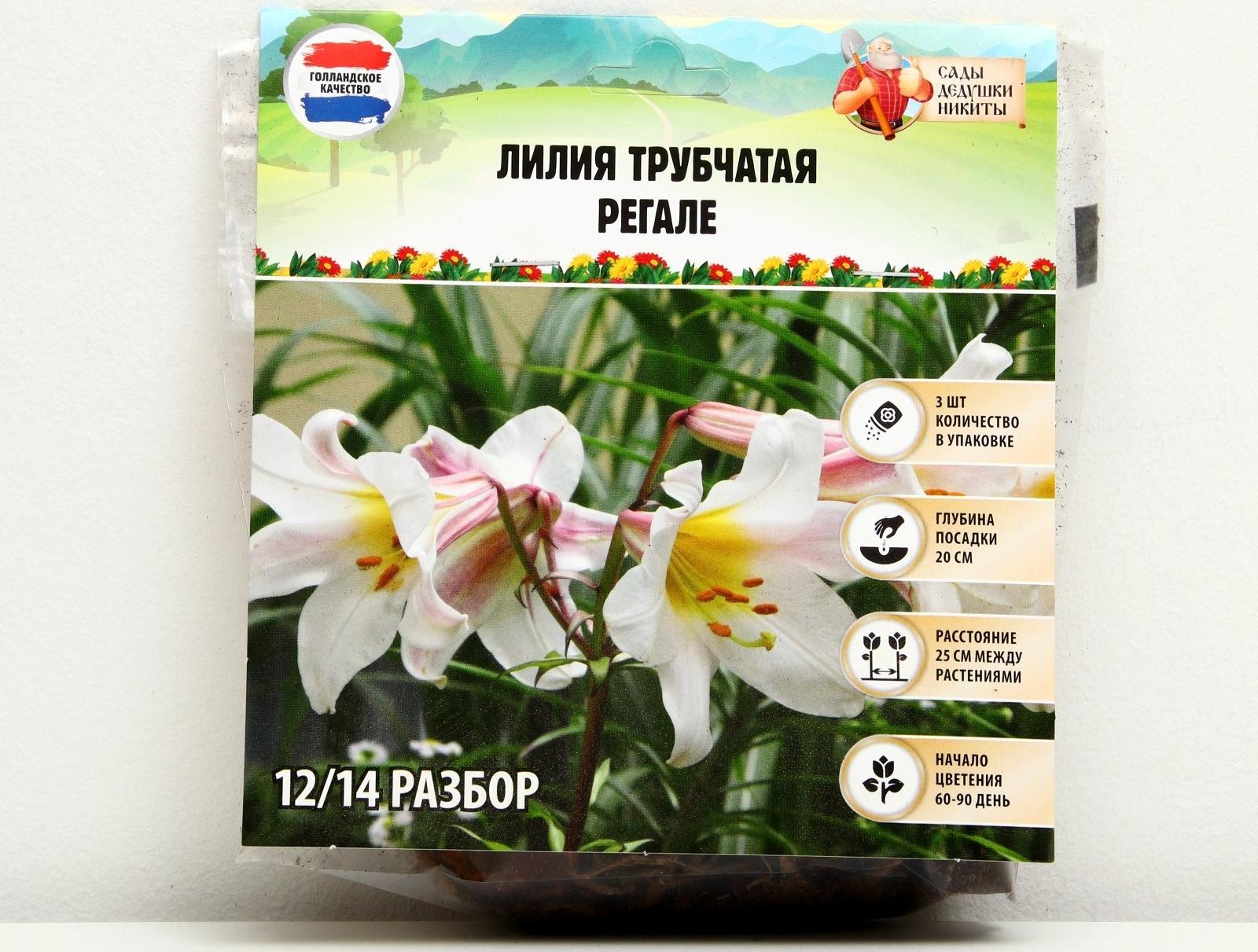 Лилия Трубчатая 