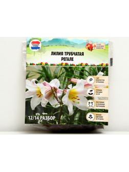 Лилия Трубчатая 