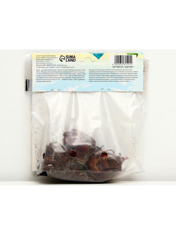 Лилия Трубчатая 