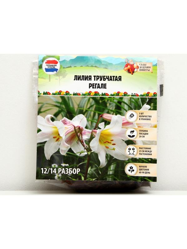 Лилия Трубчатая 