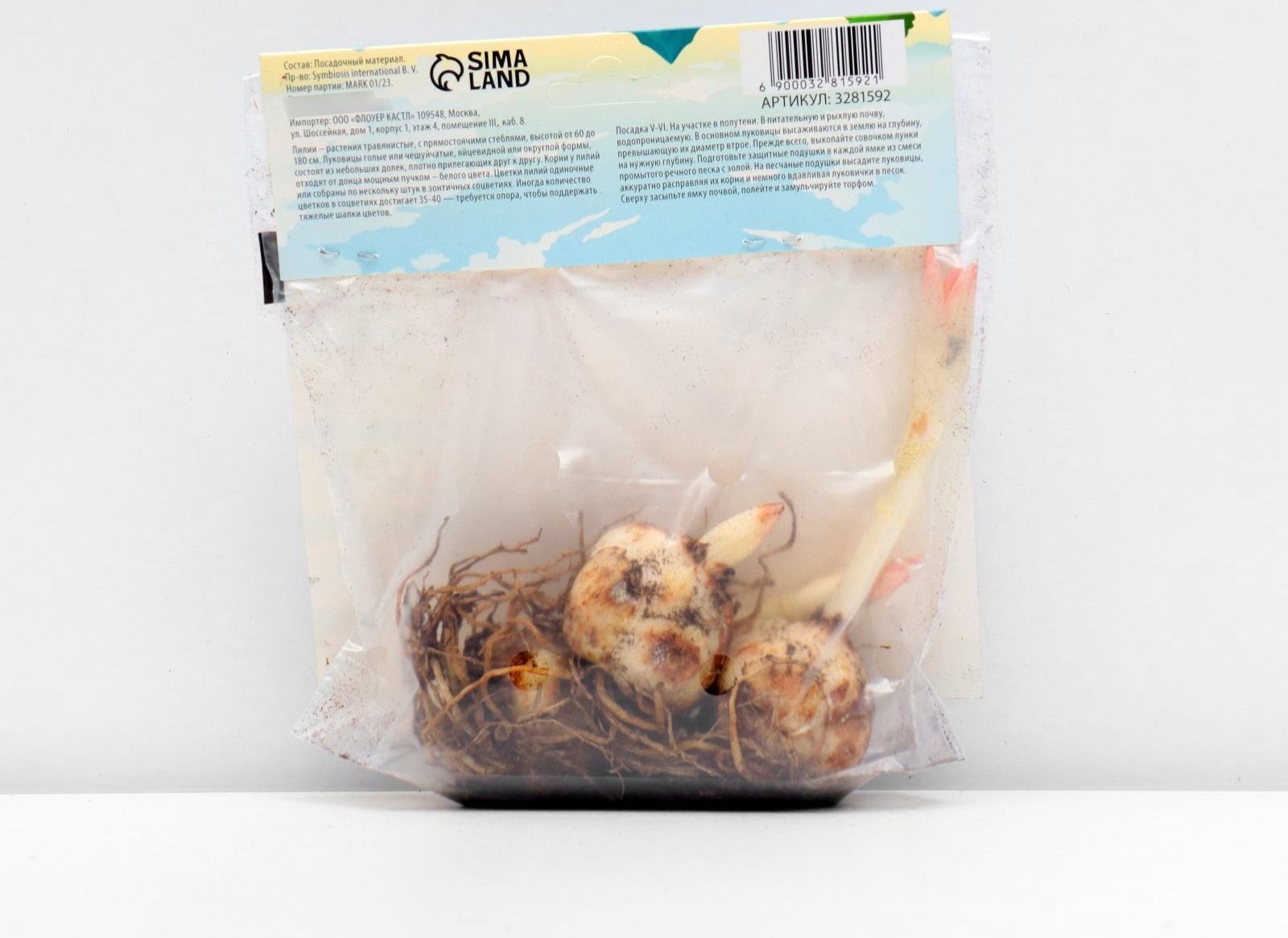 Лилия Азиатская 