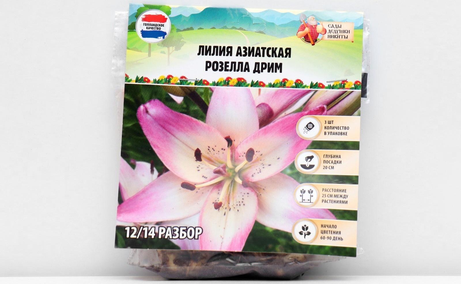 Лилия Азиатская 