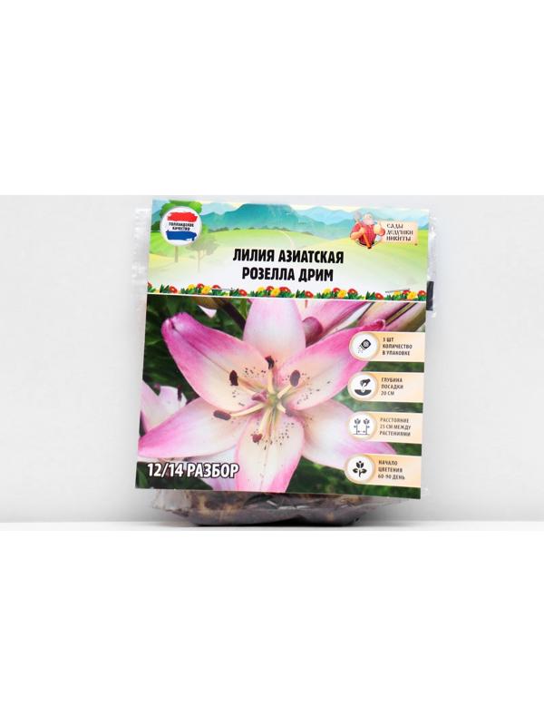 Лилия Азиатская 