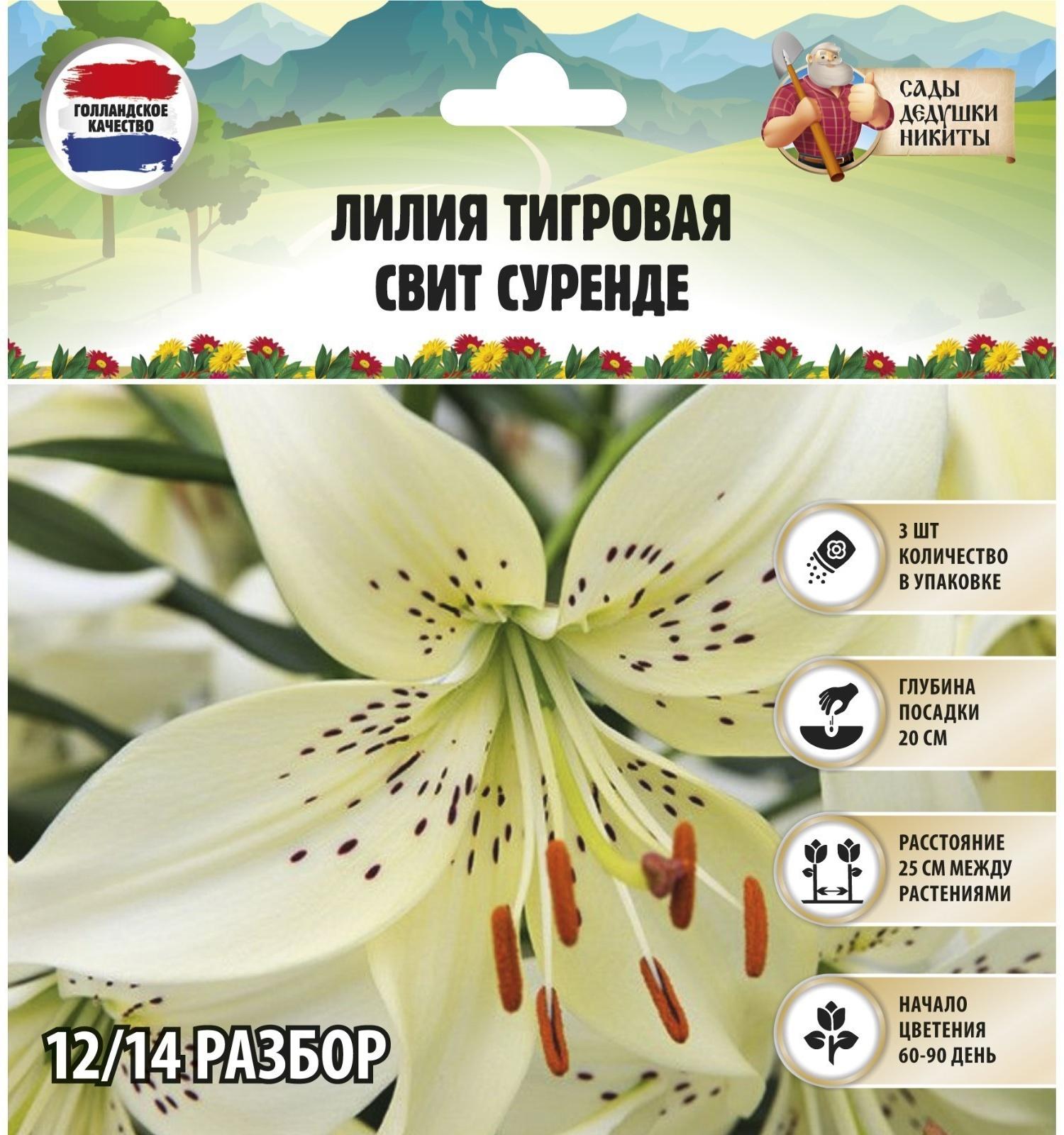 Лилия Тигровая 