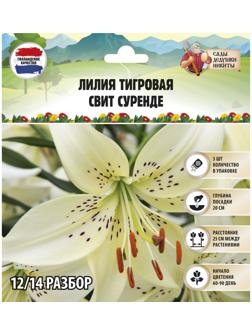 Лилия Тигровая 