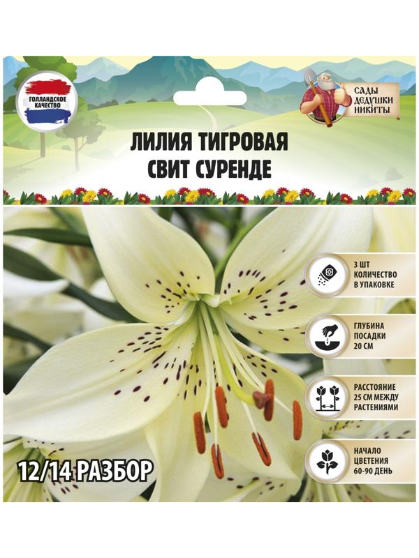 Лилия Тигровая 