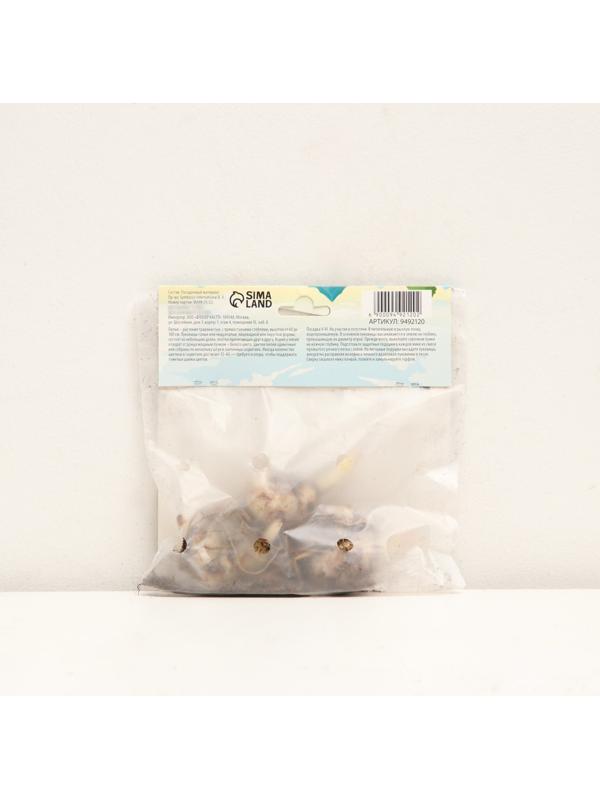 Лилия Тигровая 