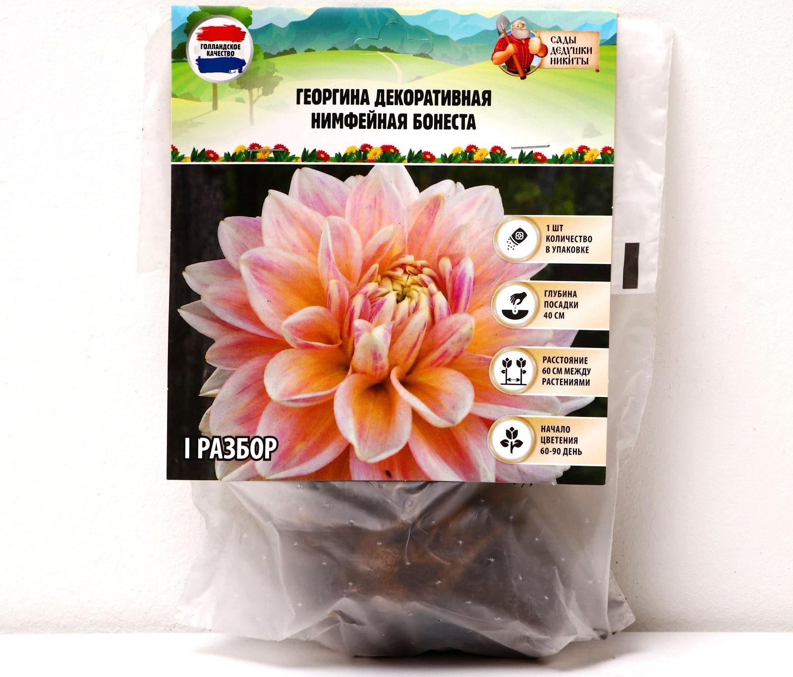 Георгина Декоративная 