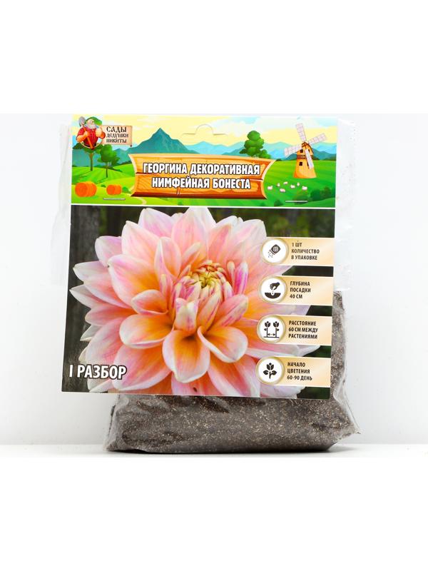 Георгина Декоративная 