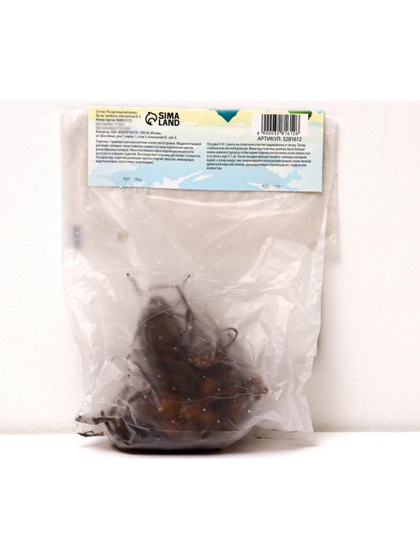 Георгина Декоративная 