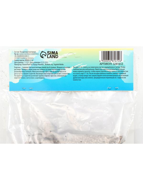 Георгина Декоративная 