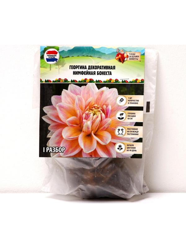 Георгина Декоративная 