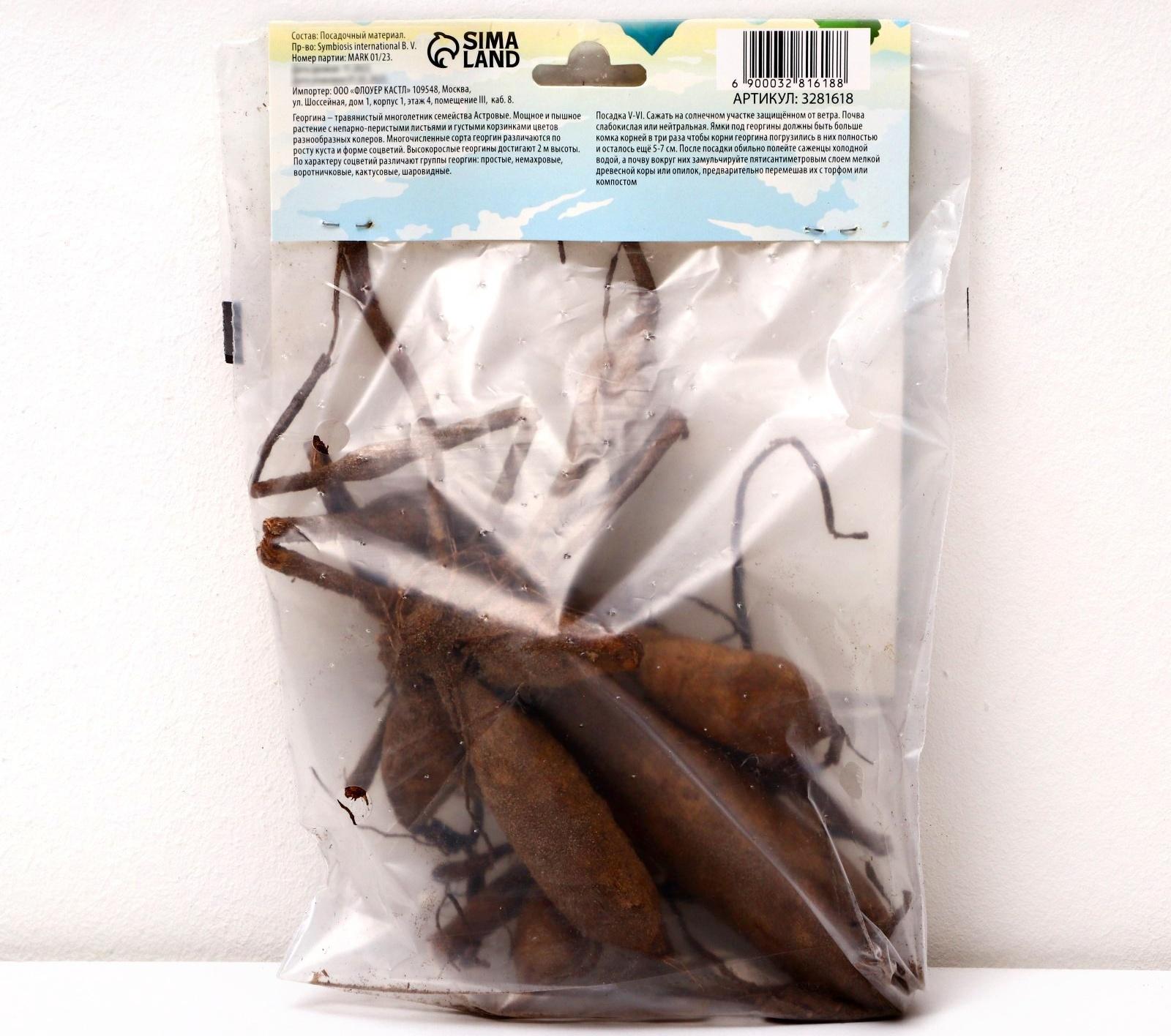 Георгина Декоративная 