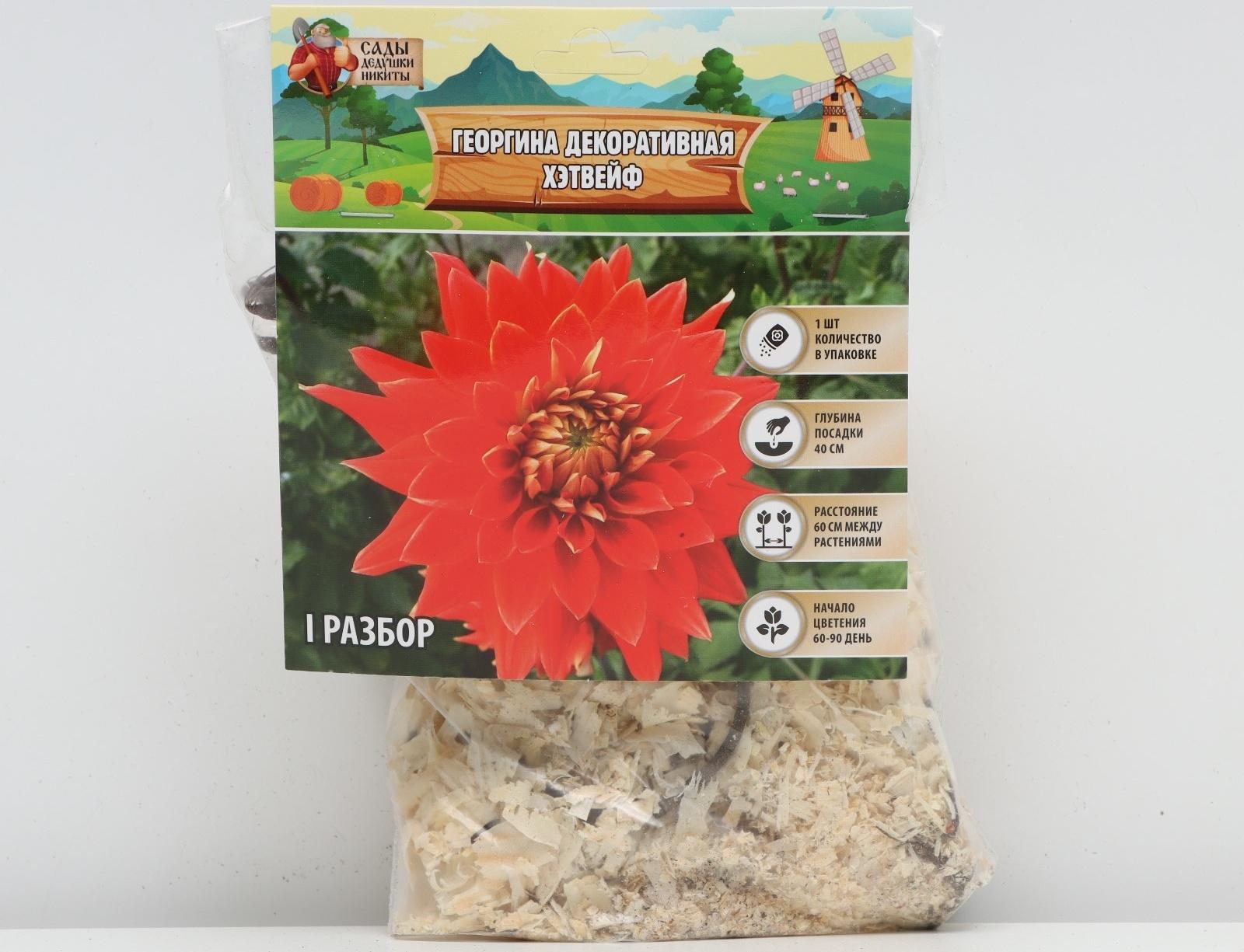 Георгина Декоративная 