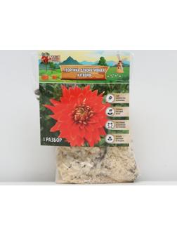 Георгина Декоративная 