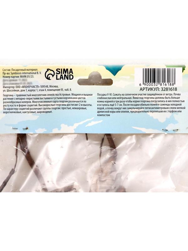 Георгина Декоративная 