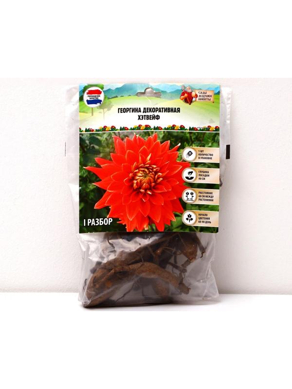 Георгина Декоративная 