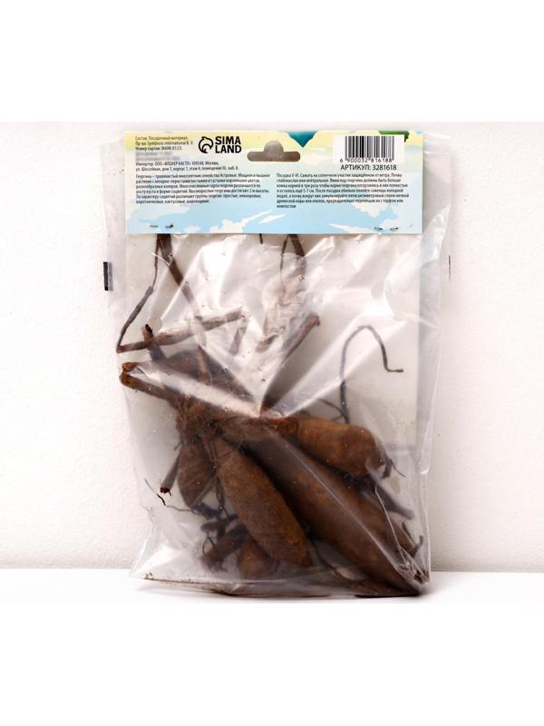 Георгина Декоративная 