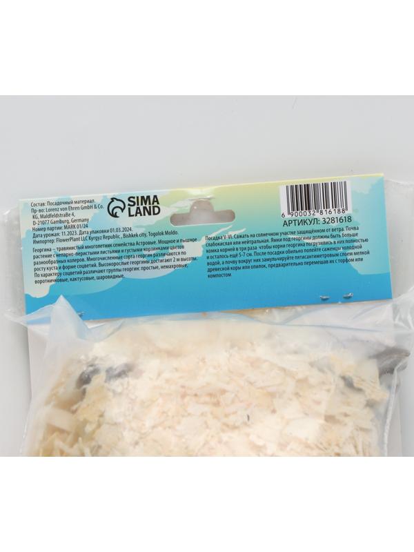 Георгина Декоративная 