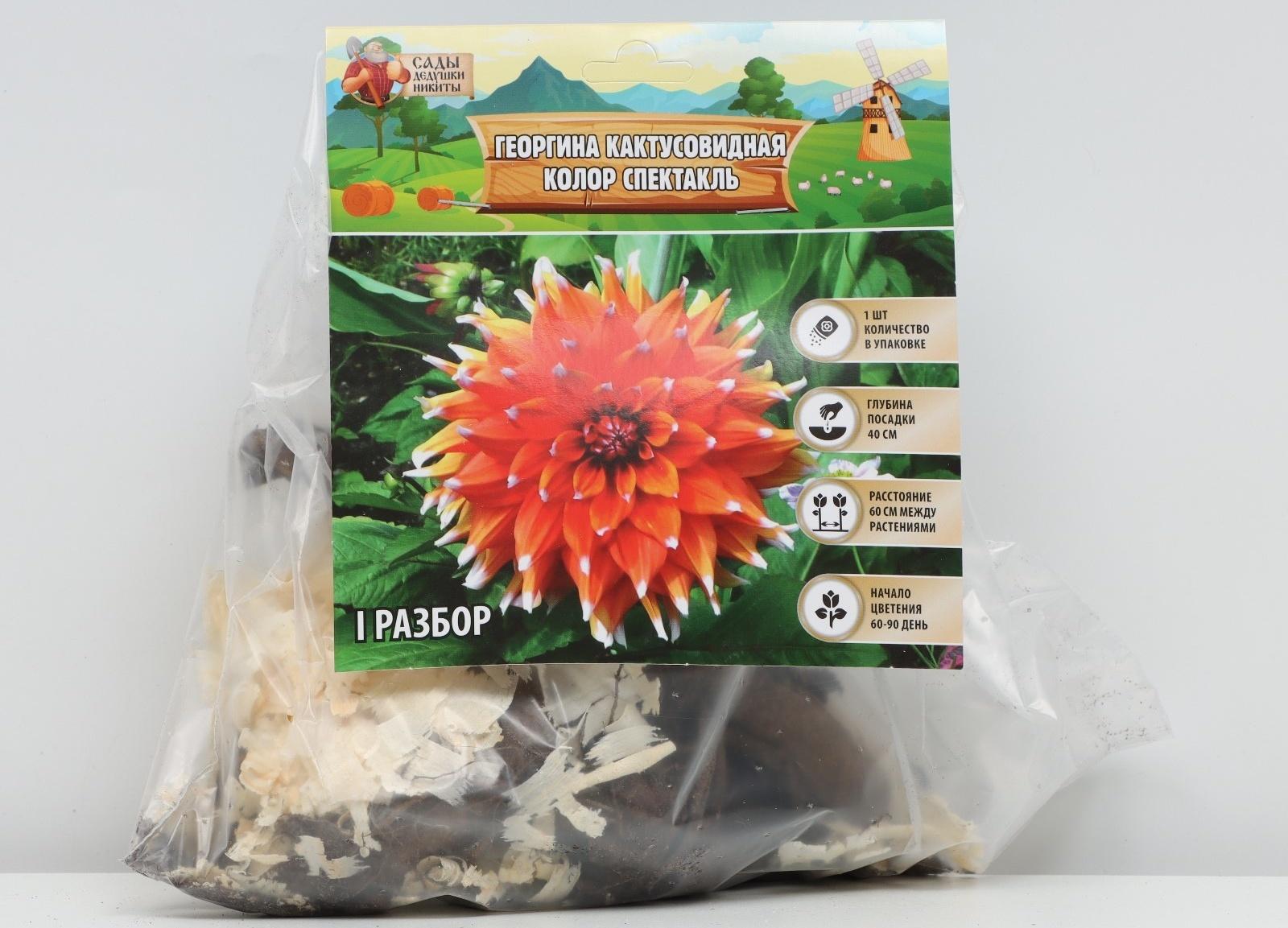 Георгина Кактусовидная 