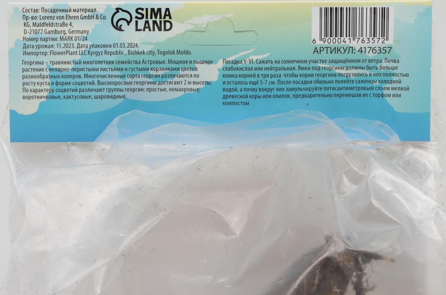 Георгина Кактусовидная 