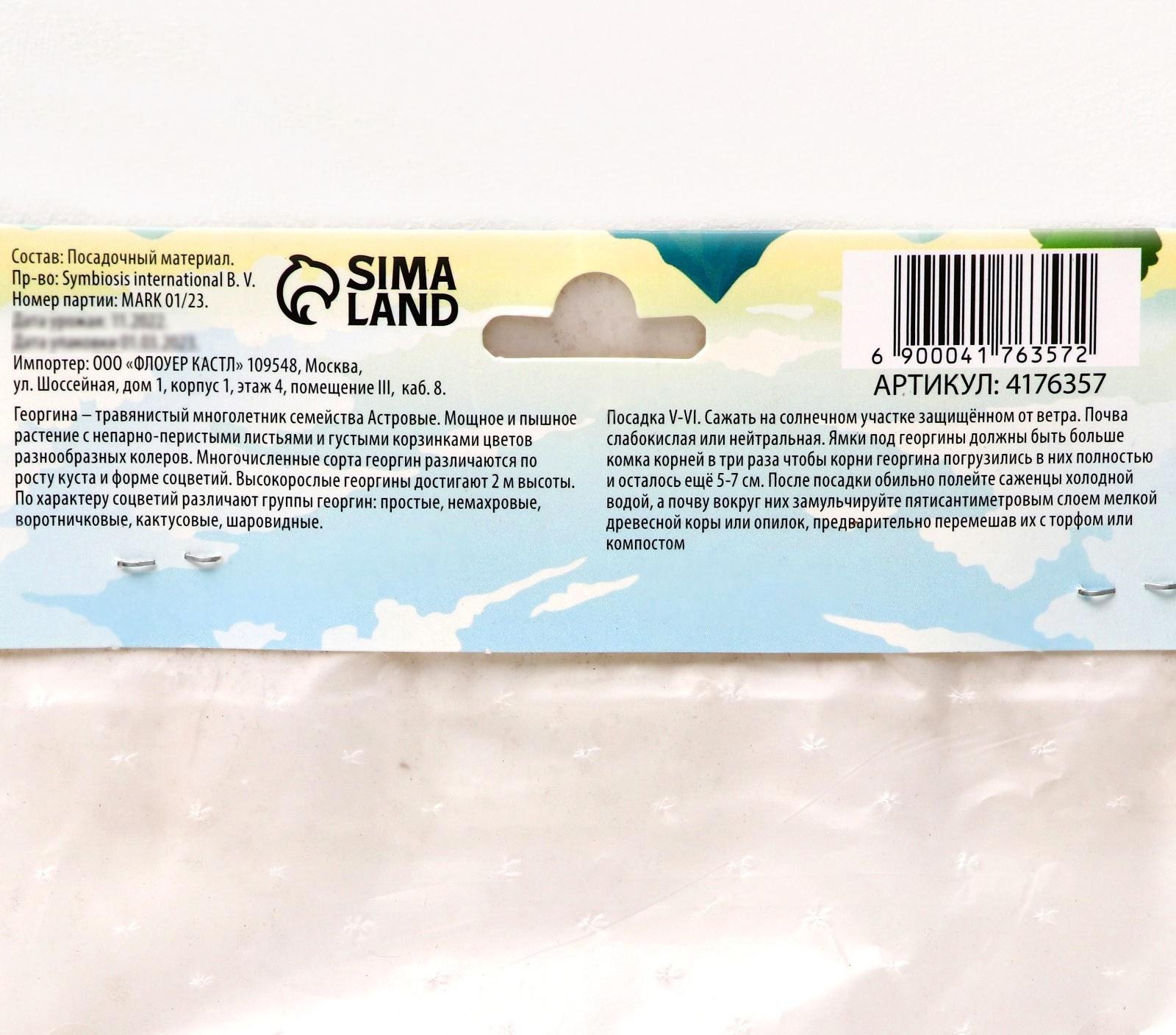 Георгина Кактусовидная 