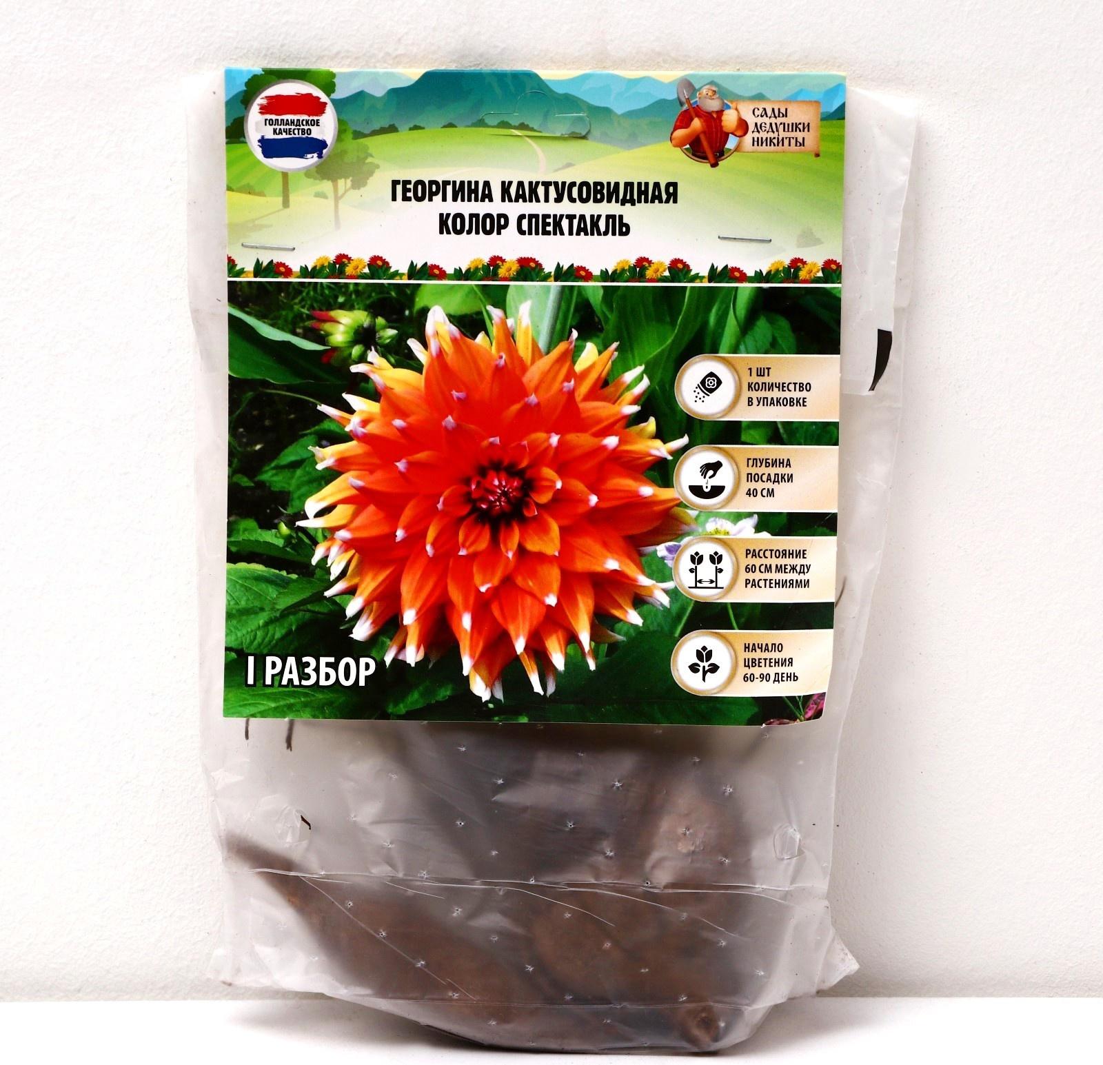 Георгина Кактусовидная 