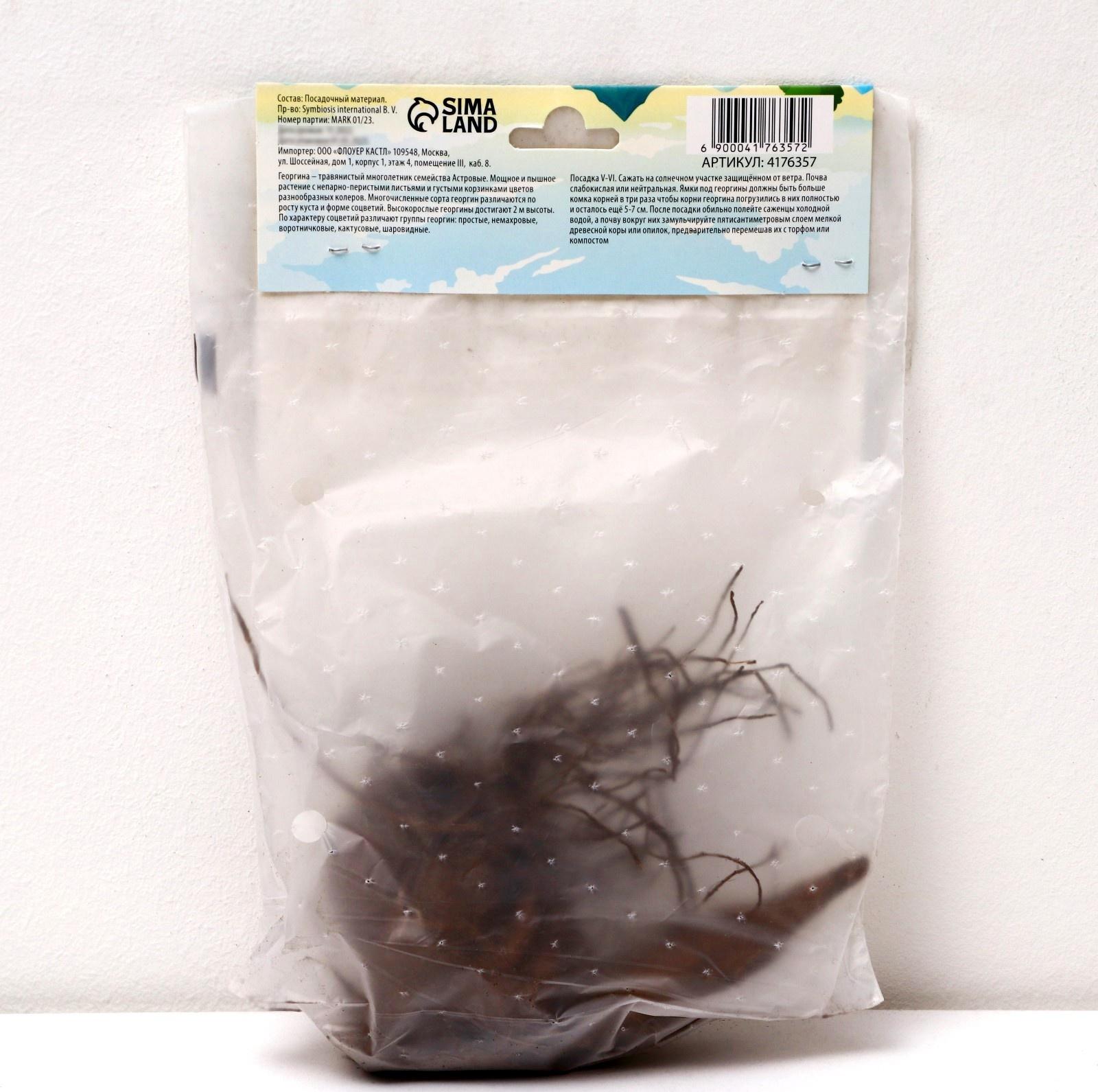 Георгина Кактусовидная 