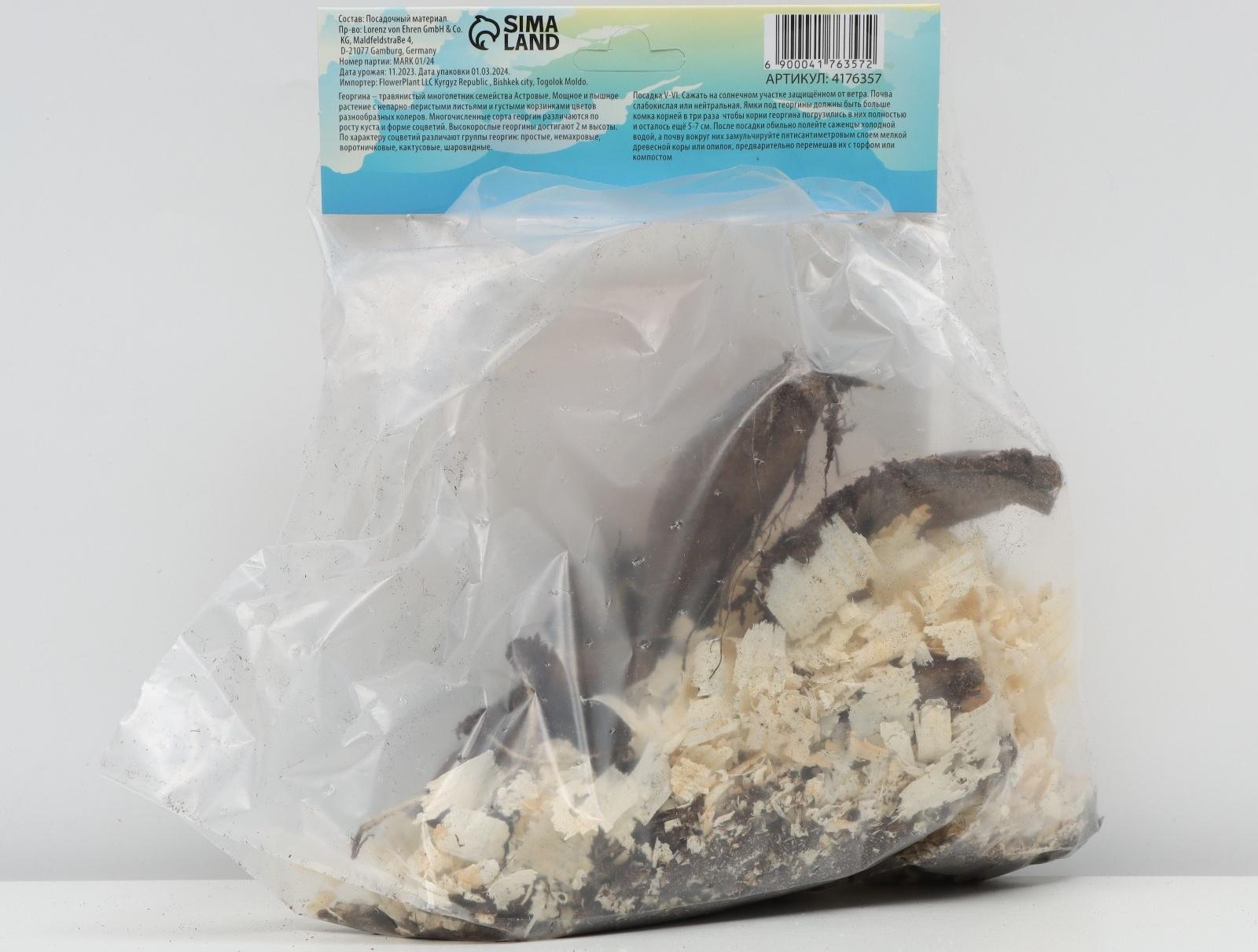 Георгина Кактусовидная 