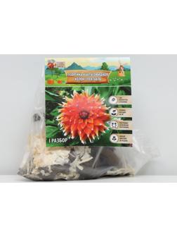 Георгина Кактусовидная 