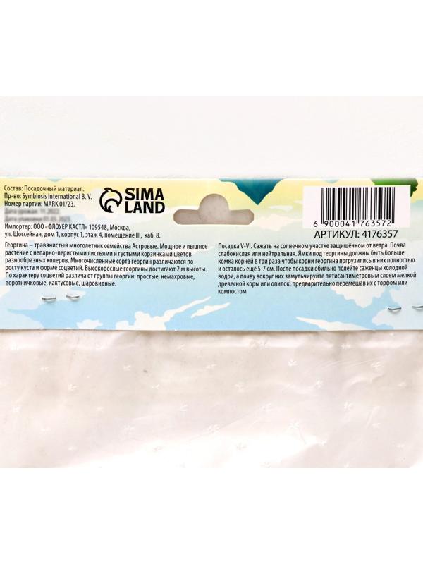 Георгина Кактусовидная 