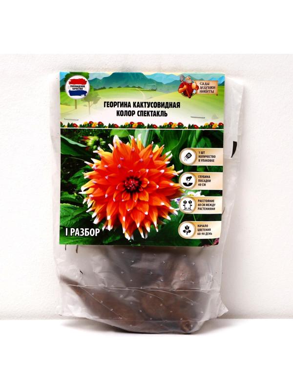 Георгина Кактусовидная 