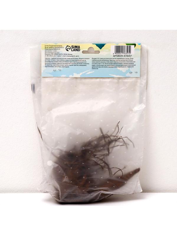 Георгина Кактусовидная 