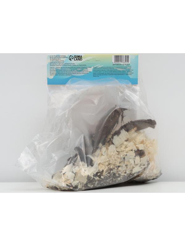 Георгина Кактусовидная 