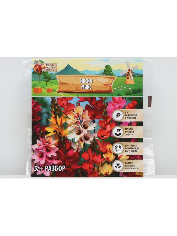 Иксия микс, р-р 5/+, 5 шт, Весна 2024