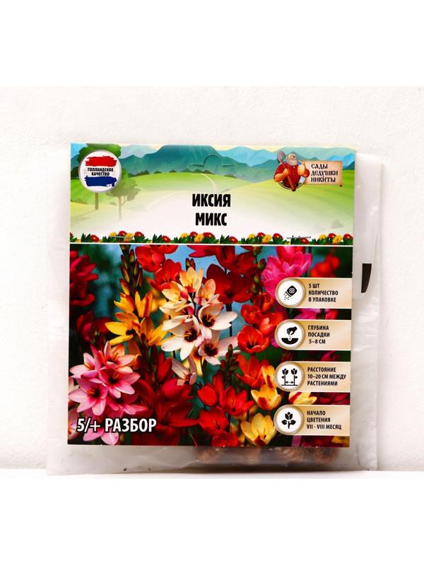 Иксия микс, р-р 5/+, 5 шт, Весна 2024