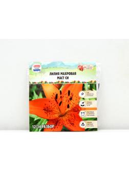 Лилия Махровая 