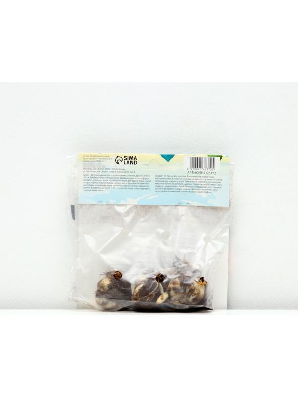 Лилия Махровая 