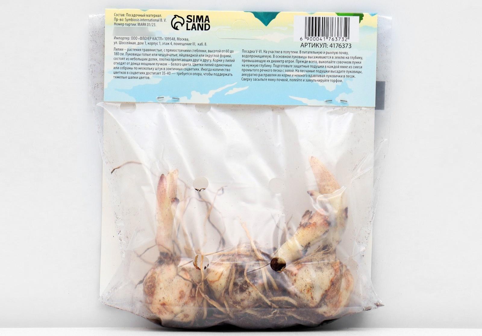 Лилия Азиатская 