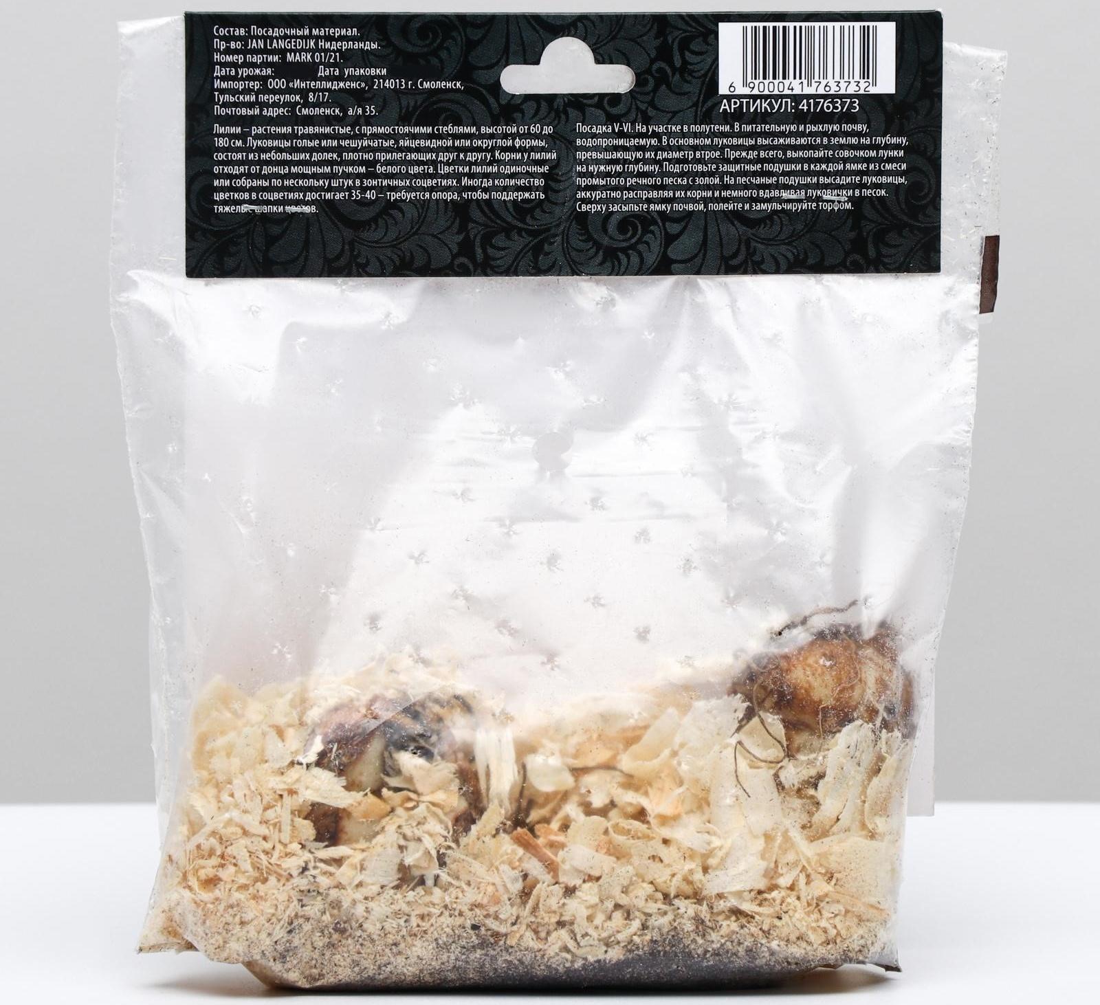 Лилия Азиатская 