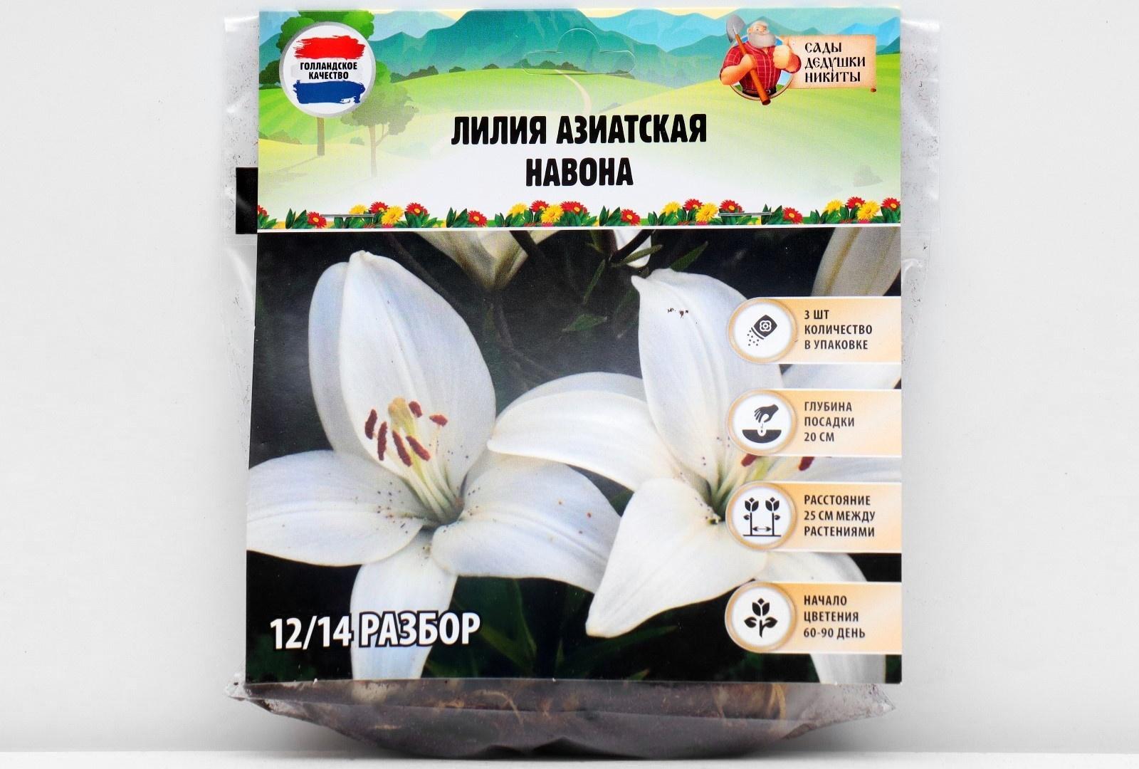 Лилия Азиатская 