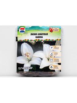 Лилия Азиатская 