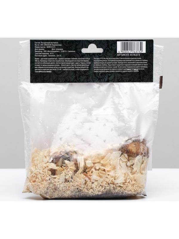 Лилия Азиатская 