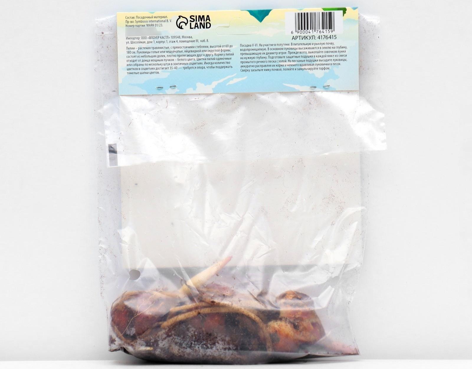 Лилия ОТ-гибрид 