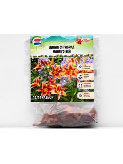 Лилия ОТ-гибрид 