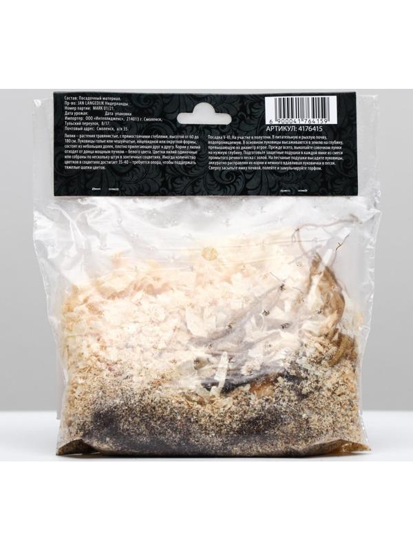 Лилия ОТ-гибрид 