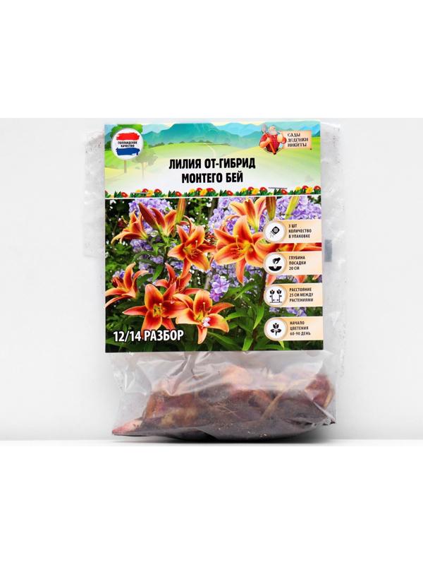 Лилия ОТ-гибрид 