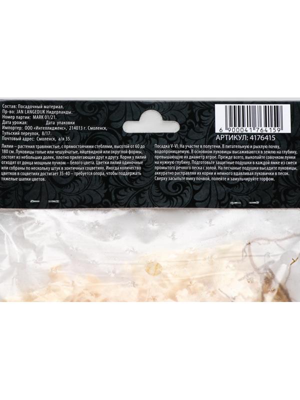 Лилия ОТ-гибрид 